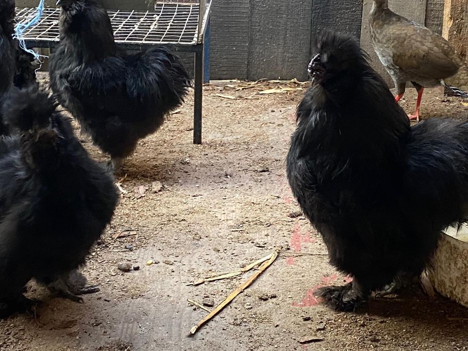 Mătase japoneză /Cochinchina Pitic