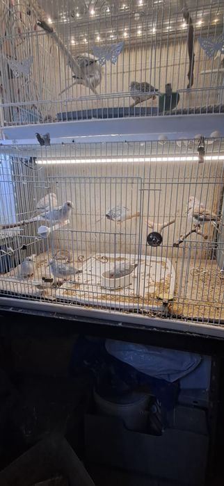 Turturele diamant 2024/2025  inelate