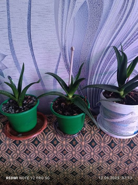 П р о д а м цветок