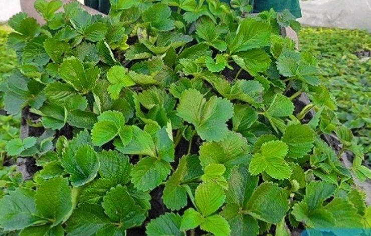 Рассады клубники