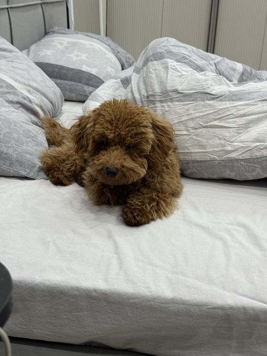 Щенок Той пудель мальчик