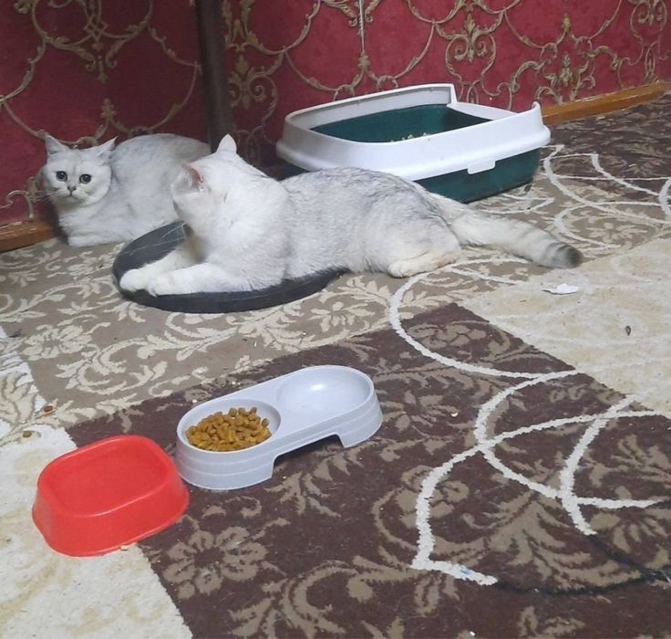 Qoshib beramiz viyaska