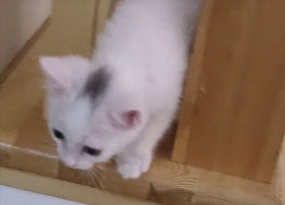Продаётся Котята