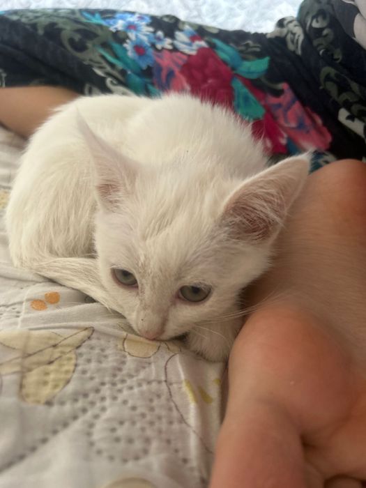 отдам даром котенка