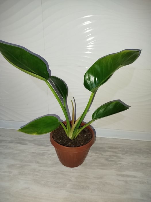 Feladendron imperator