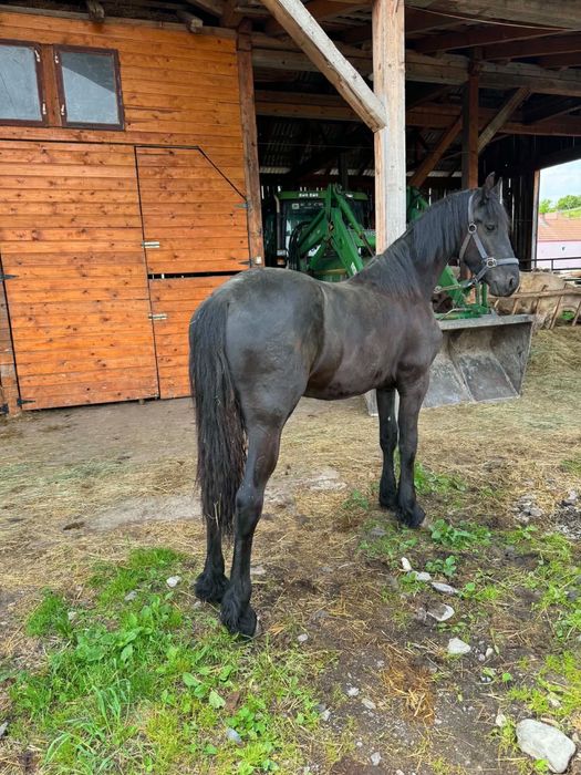 Manz frizian(frisian,friesian) 1 an si 2 luni