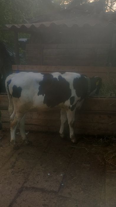 Vând vițel taure în vârstă de 3luni în județul Olt Potcoava relații la telefon