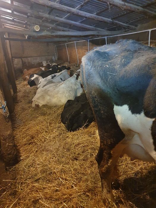 Vand 3 vaci baltata romaneasca