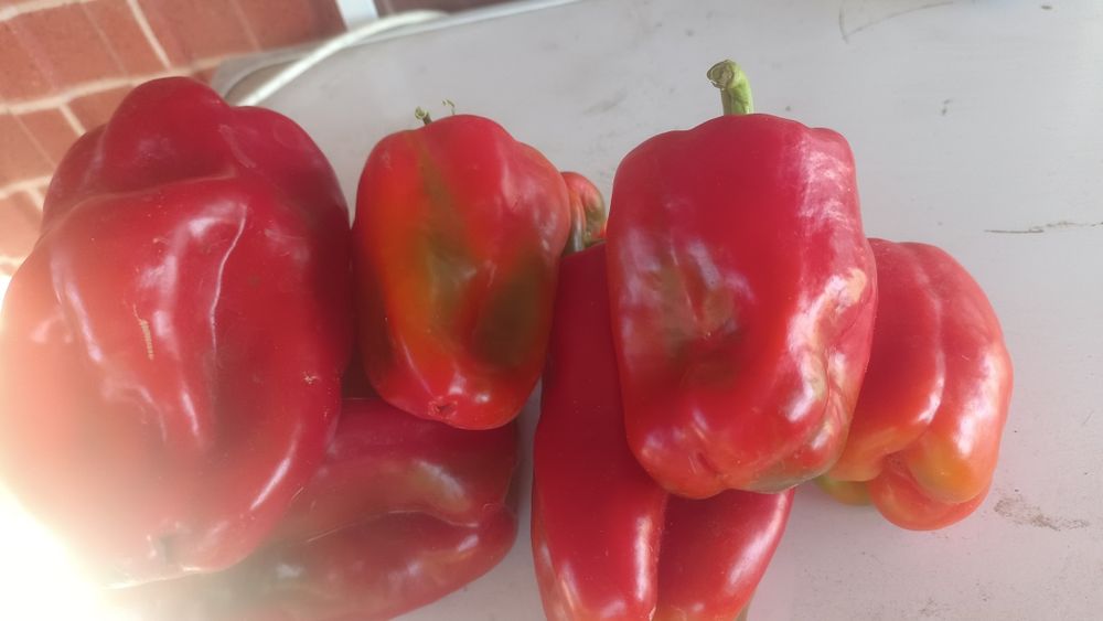 Перец сладкий  продам