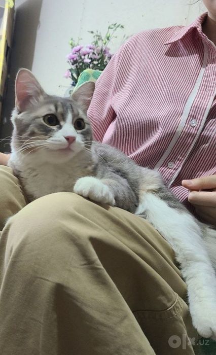 котенок и кошечка