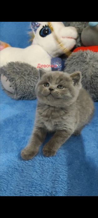 Продаются шикарные котята! Успейте к празднику купить! Девочки страйт.