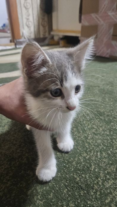 Отдадим котёнка в добрые руки