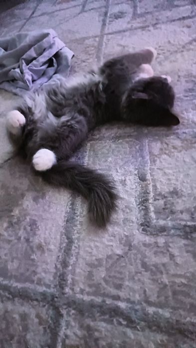 Котёнок мальчик бесплатно!