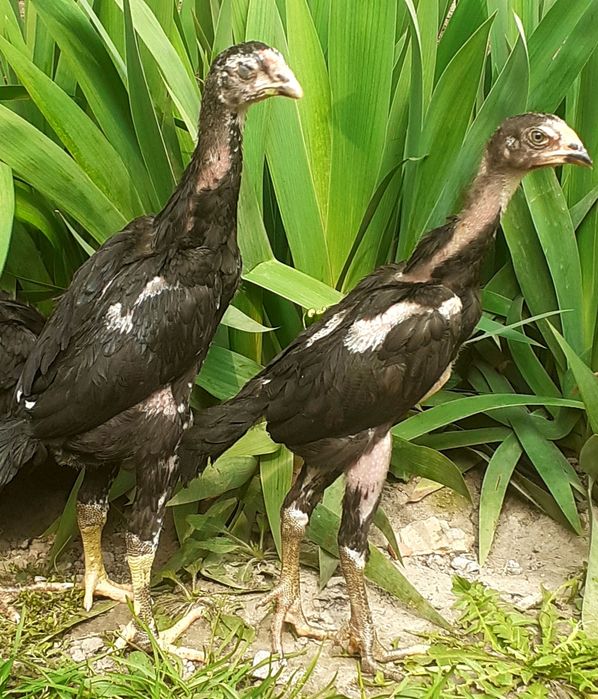 Реально ДЕРЗКИЕ О Шамо немцы . 28 января вывод.