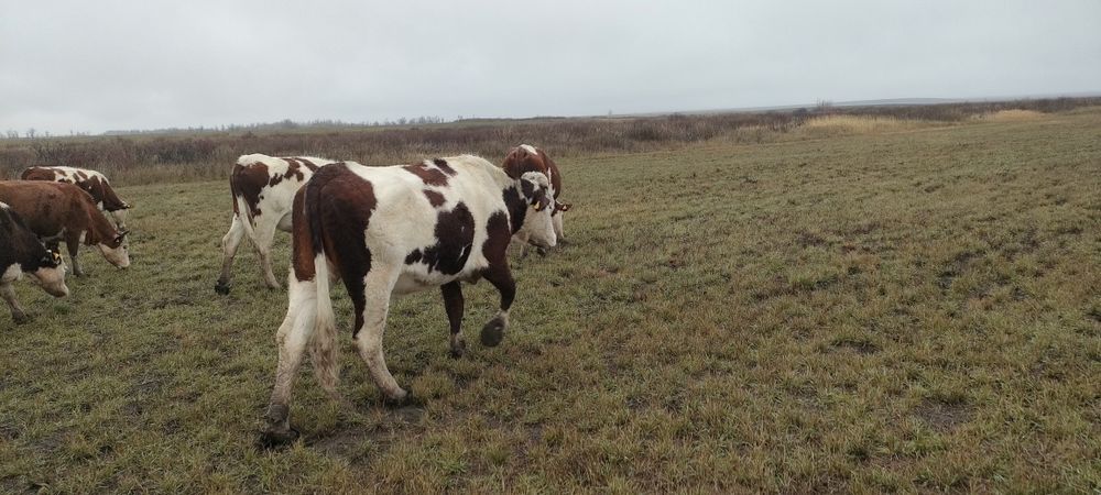 Симментал сиырлары. Коровы симментал