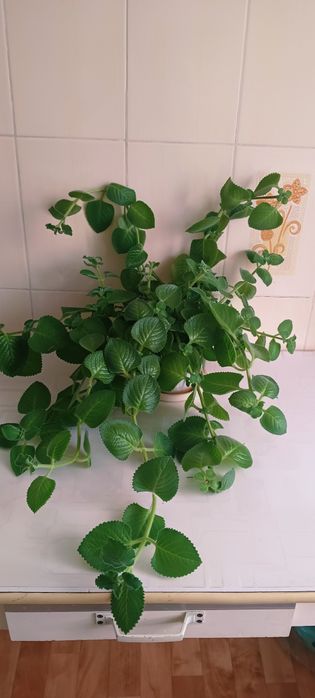 Комнатные разные цветы