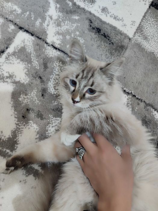 Невская маскарадная кошка
