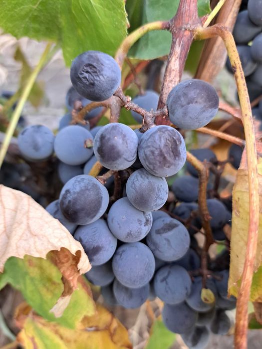 Struguri de vin  0751200541