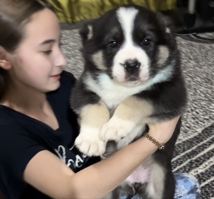 Щенок Алабай Туркменский