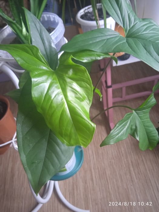 Аглаша продам цена от 2500тг