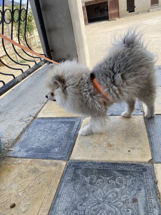 Күшік сатылады