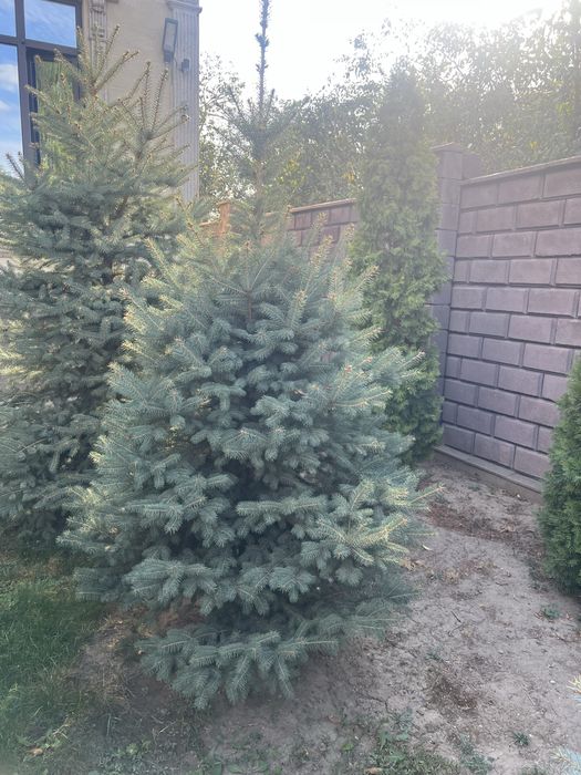 Елка ели продам 5 шт  по 90000