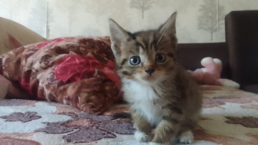 отдам котят в добрые руки