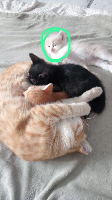 Отдам котят в добрые руки