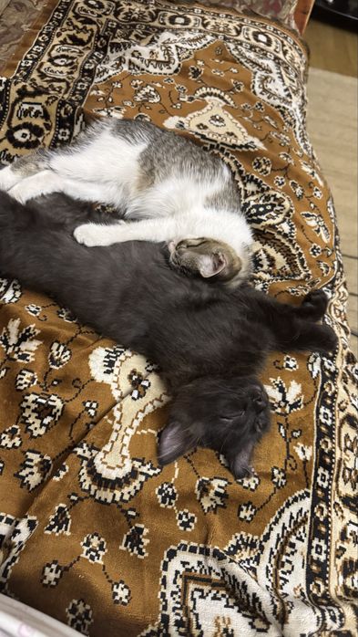Котята ищут свой дом