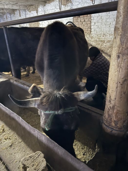 Сауын АЛАТАУ сиыр сатылады