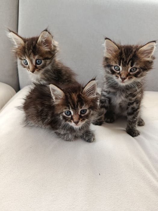 Ласковые котятки