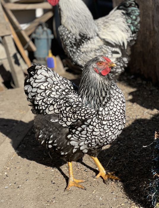 Oua Wyandotte argintiu