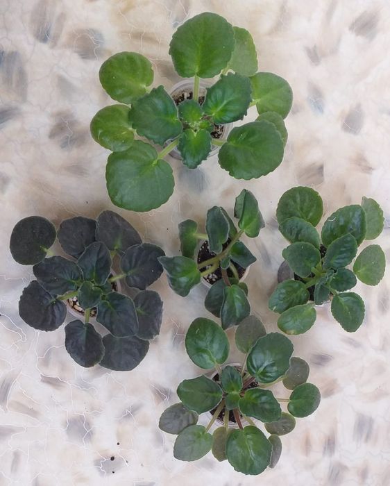 Продам детки сортовых фиалок