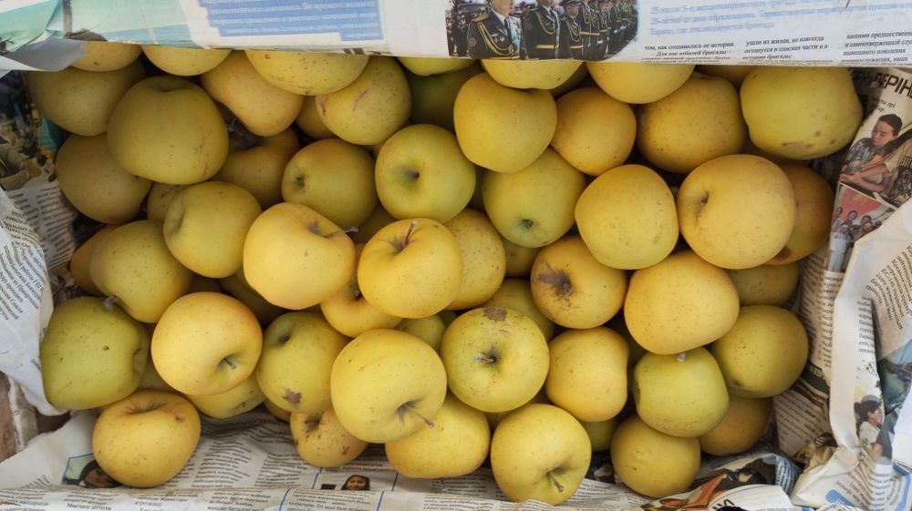 Американка, золотой привосходный