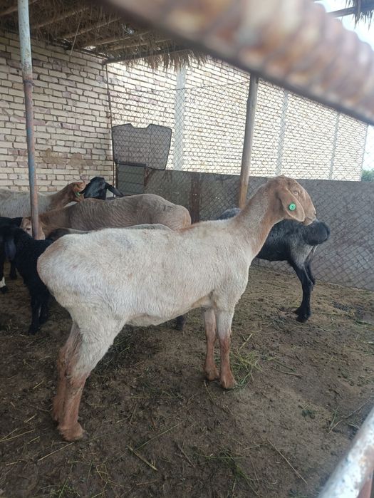 Хисорини тозаси сариги Гиганти сотилади