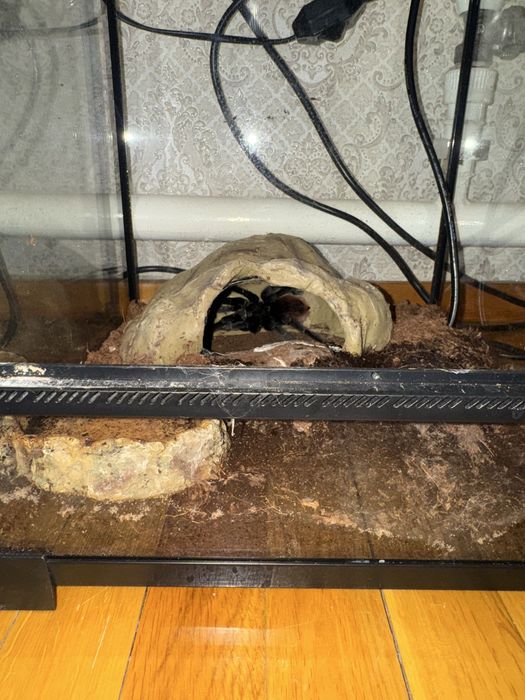 Продам паука Vagons