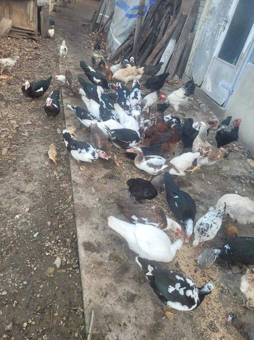 Vand Rate crescute Bio