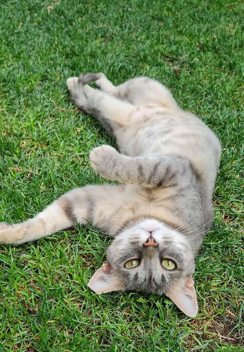 Подарявам котка - Синьо Таби, женска, кастрирана