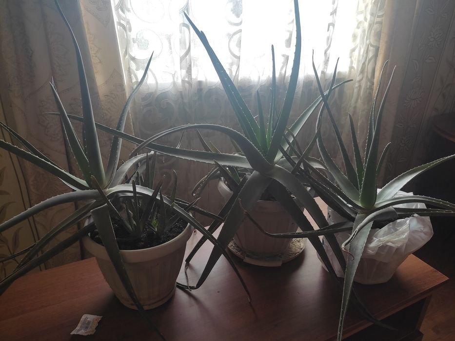 Комнатные растения