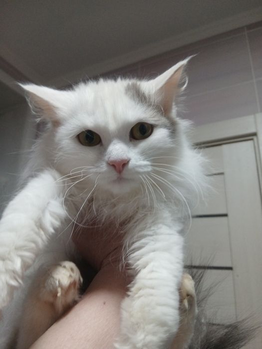 Мышеловка стерилизованная молодая