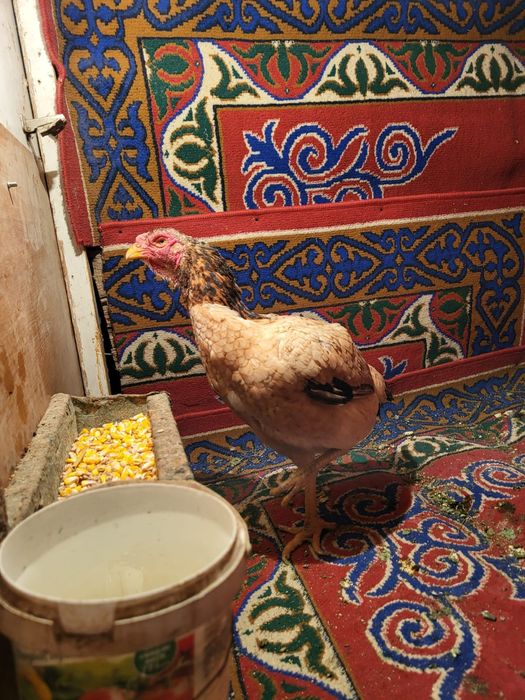 Сатамын туляк мекен 12000