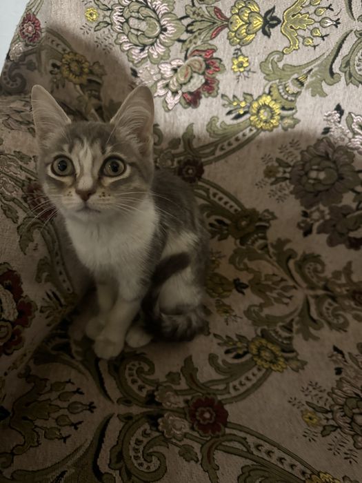 Котенок маленький