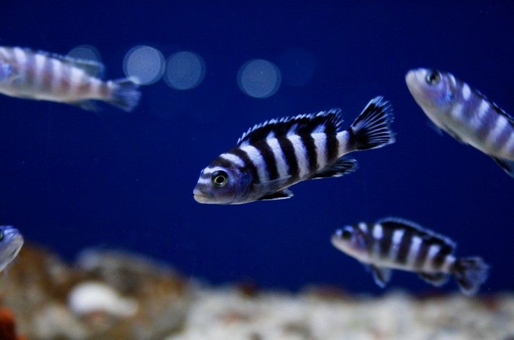 Аквариумные рыбки