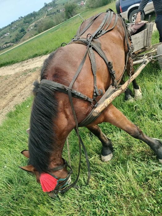 Mînză de vînzare mînza are 3 ani jumate și se vinde cu ștraf și ham  este foarte cuminte
