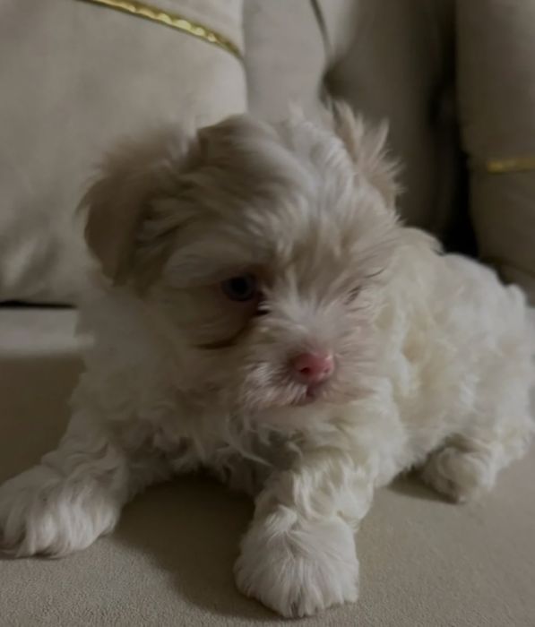 Bichon maltez băiețel 1200 lei