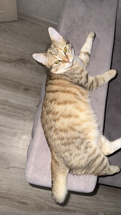 Отдам котика любящую семью