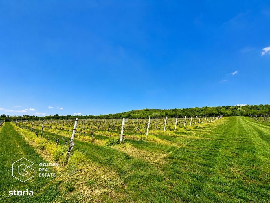 1,35 hectare vie pe rod (Cabernet si Merlot), Siria