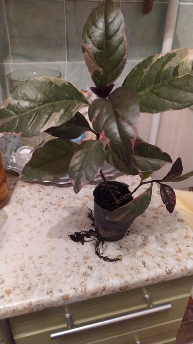 Продам комнатные цветы и отростки.