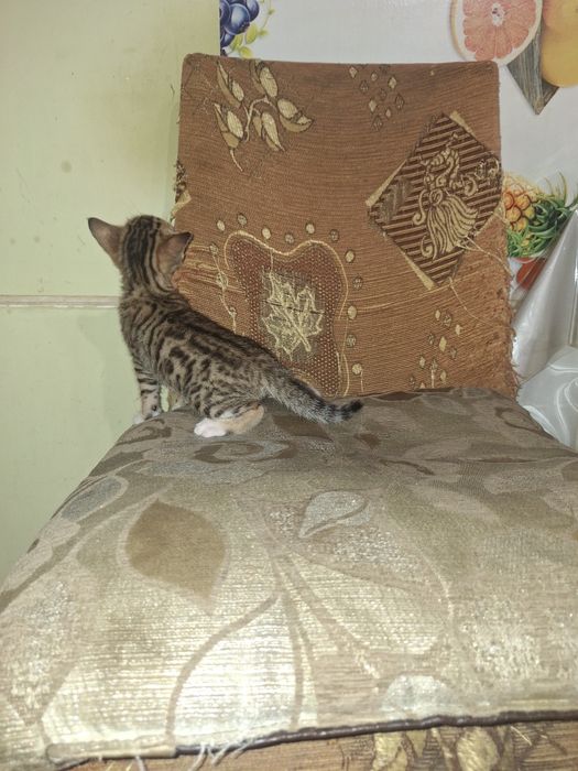 Помесь бенгальских котят