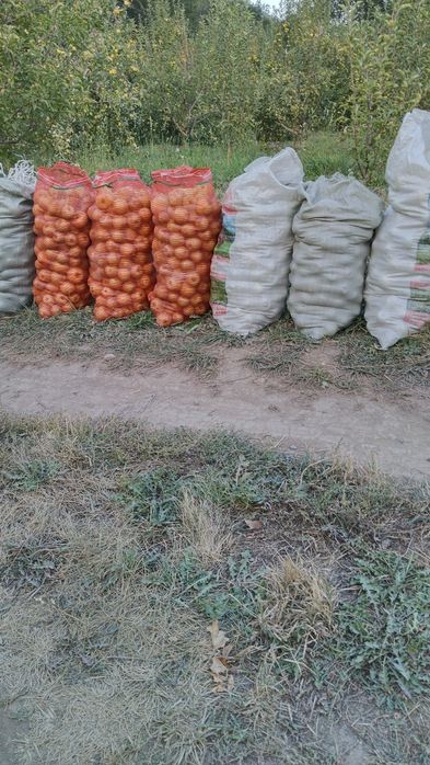 Продам яблоки Золотой